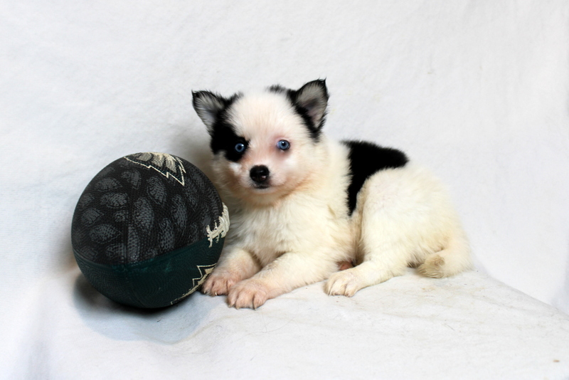 puppy, for, sale, Pomsky, Matthew B. Stoltzfus, dog, breeder, Gap, PA, dog-breeder, puppy-for-sale, forsale, nearby, find, puppyfind, locator, puppylocator, aca